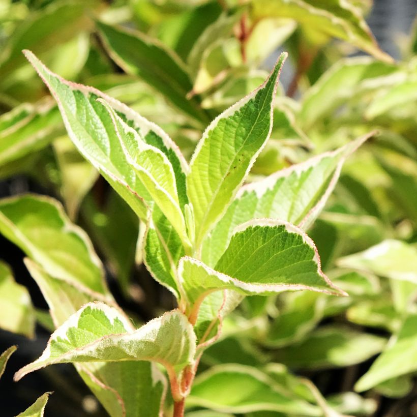 Weigela florida Suzanne - Old Fashioned Weigela (Foliage)