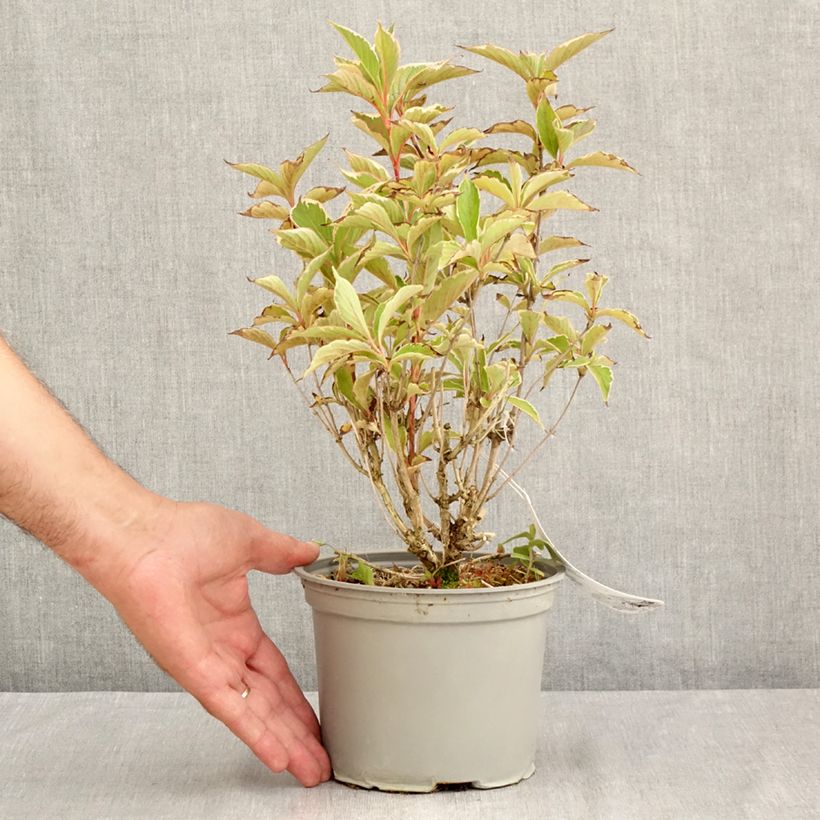 Weigela florida Suzanne - Old Fashioned Weigela 2L/3L pot sample as delivered in summer