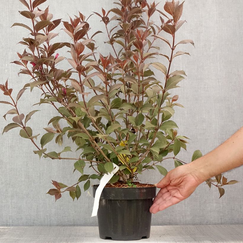 Weigela florida Victoria 2L/3L pot sample as delivered in summer