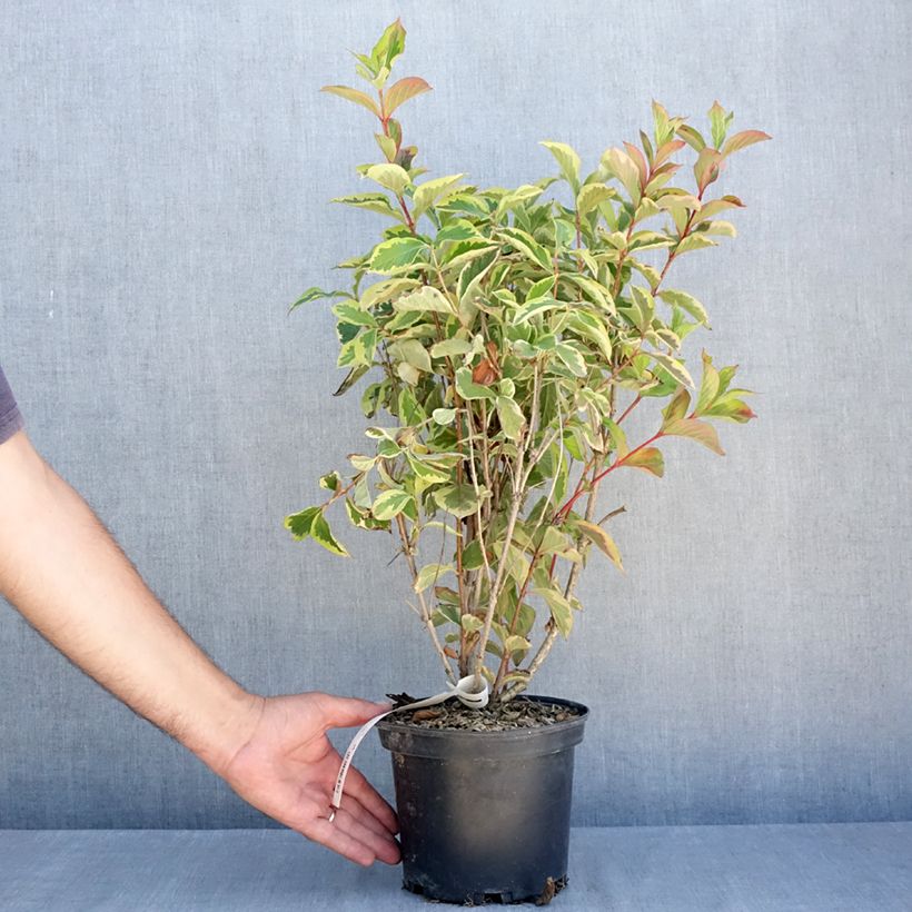 Weigela Kosteriana Variegata 2L/3L pot sample as delivered in summer