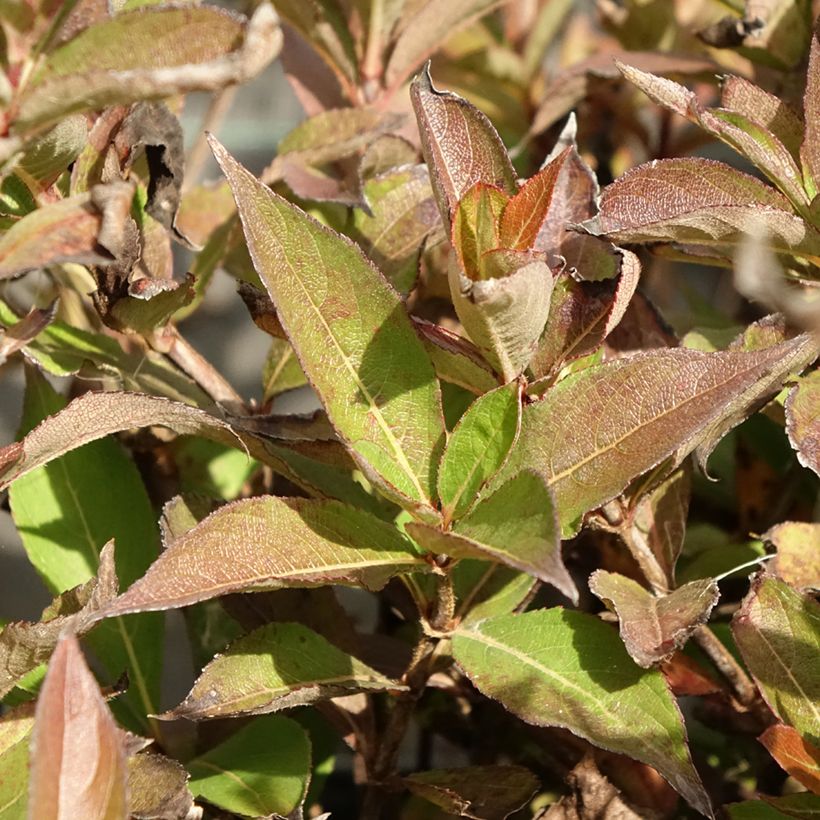 Weigela Minuet (Foliage)