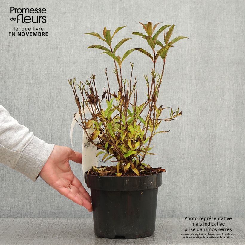 Weigela Nain Rouge 3L/4L pot sample as delivered in autumn