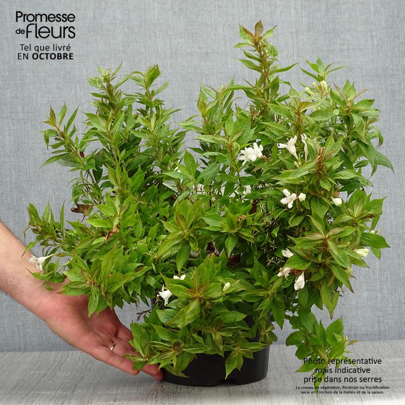 Weigela Picobella Bianco 3L/4L pot sample as delivered in autumn