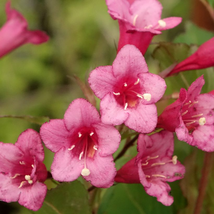 Weigela x florida Rumba (Flowering)