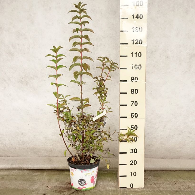 Weigela florida Stelzneri 7.5L/10L pot sample as delivered in summer