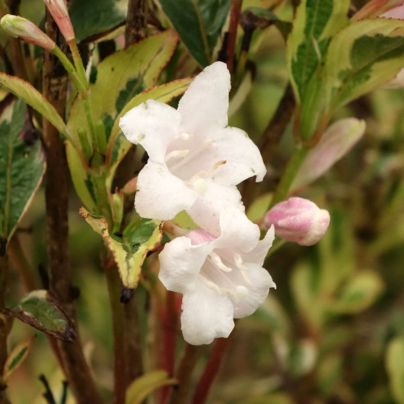 Weigela florida White Lightning (Flowering)