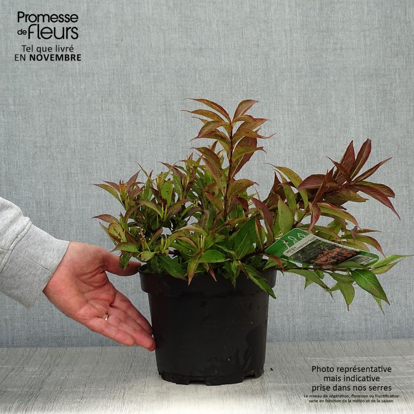 Weigelia All Summer Peach Pot de 3L/4L sample as delivered in autumn