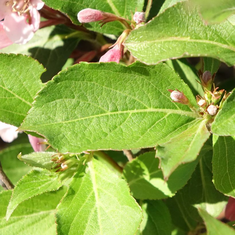 Weigela florida Polka (Foliage)