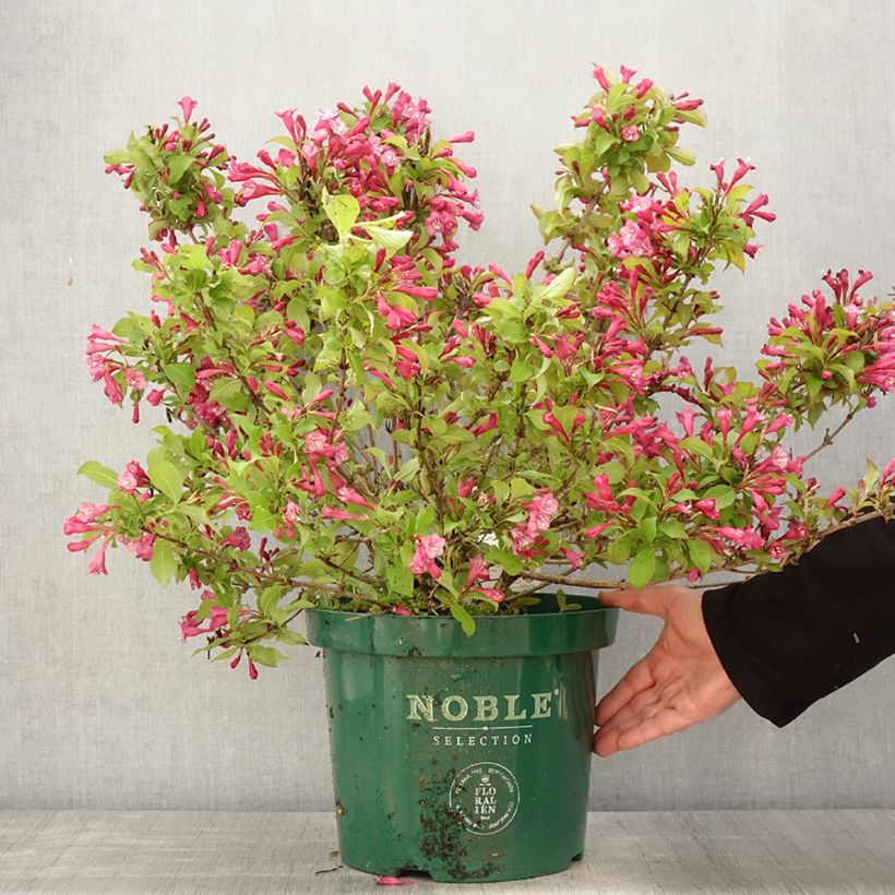 Weigelia florida Princess Ayla en pot de 7,5l/10l sample as delivered in spring