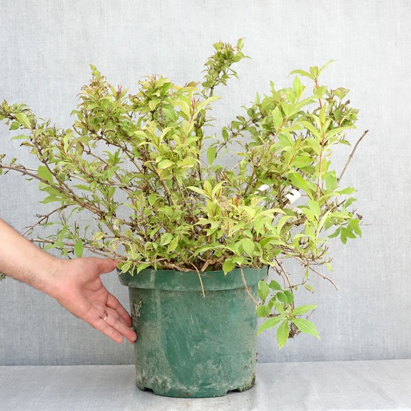 Weigela florida Princess Ayla 7.5L/10L pot sample as delivered in summer