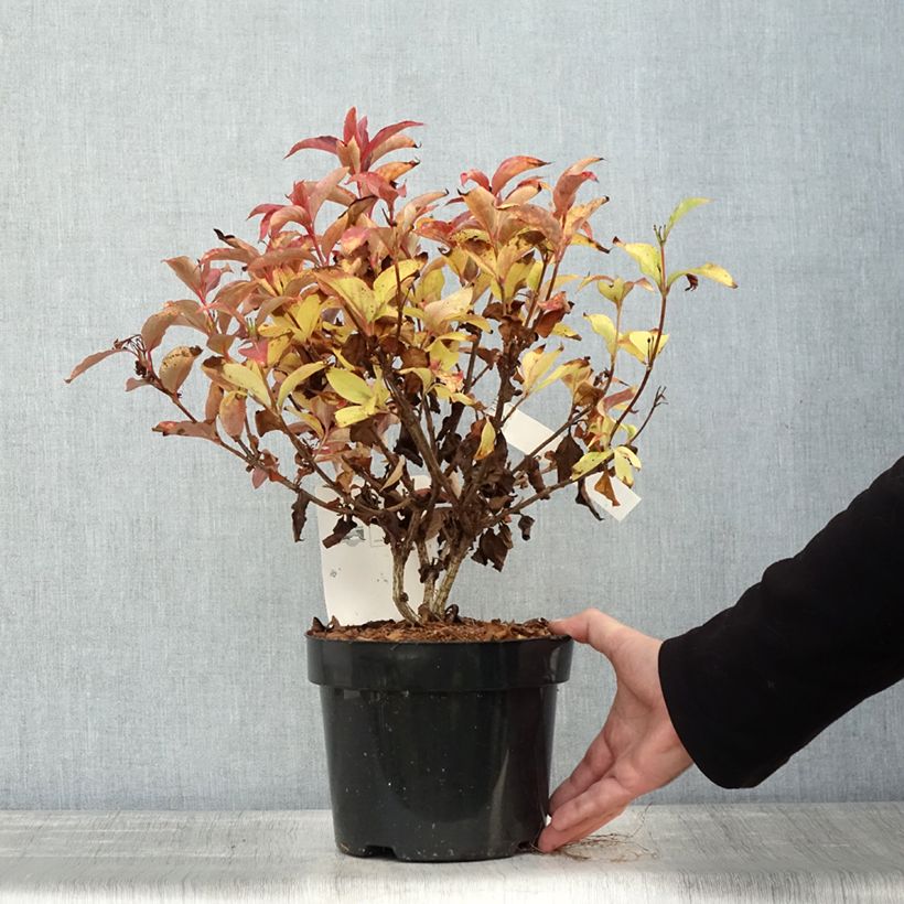 Weigela florida Cherry Love 3L/4L pot sample as delivered in autumn