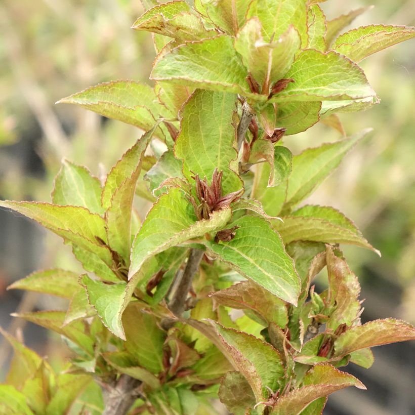 Weigela florida Cherry Love (Foliage)