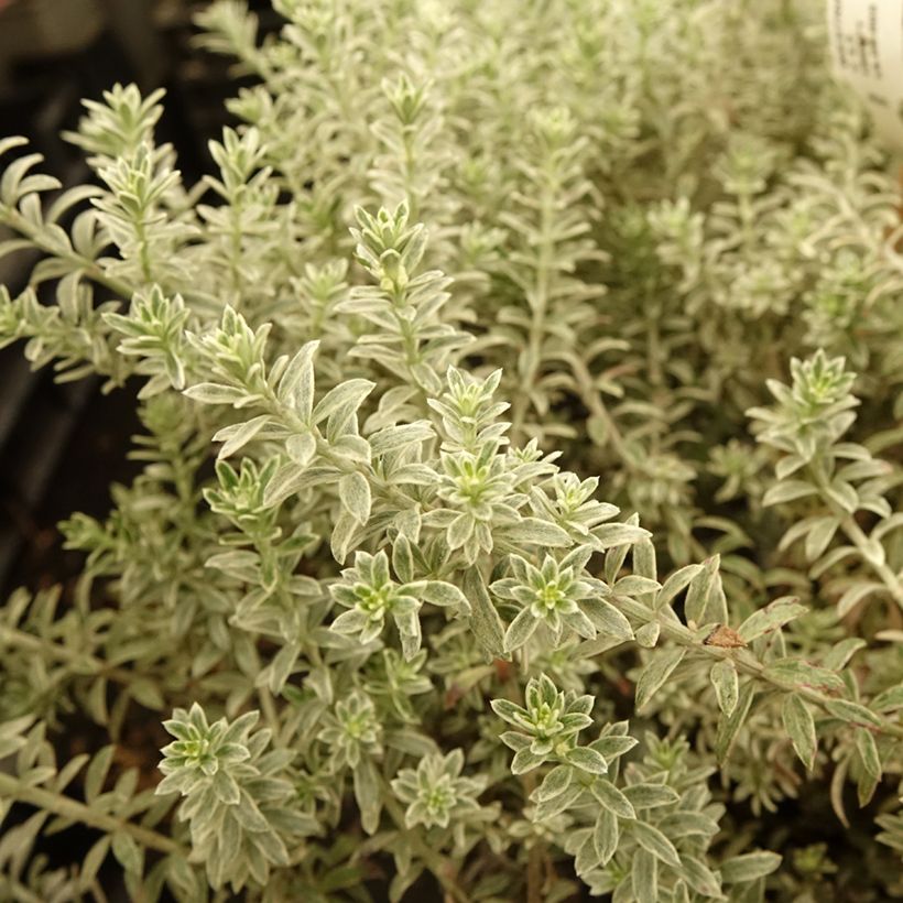 Westringia fruticosa Smookie (Foliage)