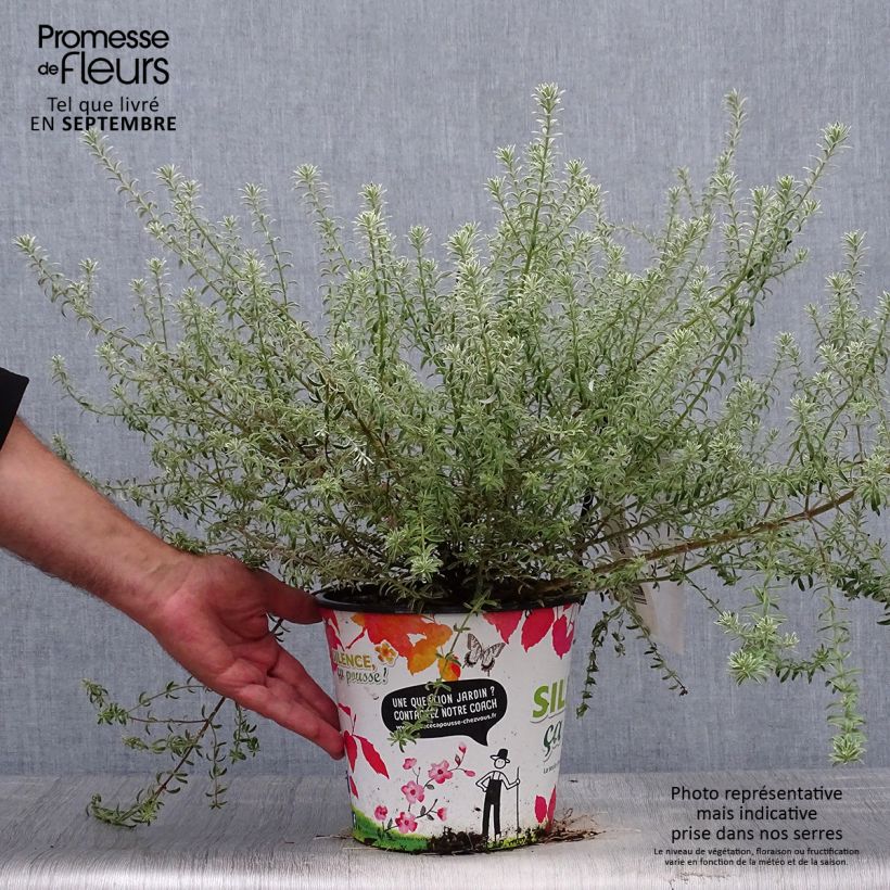 Westringia fruticosa Smookie 3L/4L pot sample as delivered in autumn