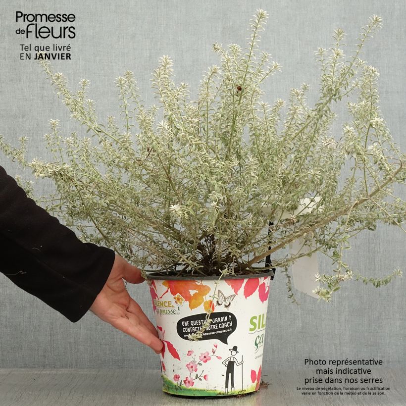 Westringia fruticosa Smookie - Romarin d'Australie - Pot de 4L/5L sample as delivered in winter