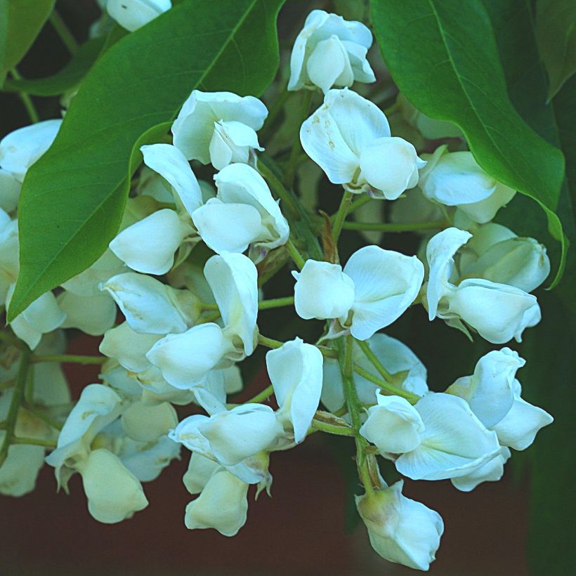 Wisteria brachybotrys White Silk (Flowering)