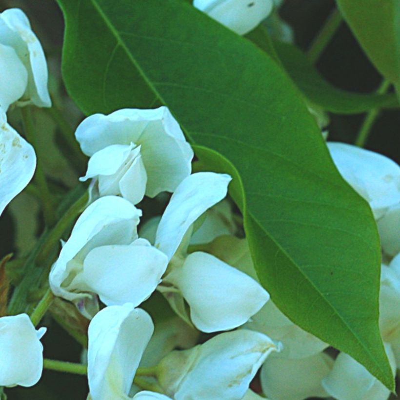 Wisteria brachybotrys White Silk (Foliage)