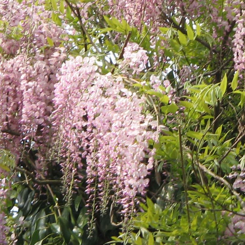 Wisteria floribunda Honbeni (Flowering)