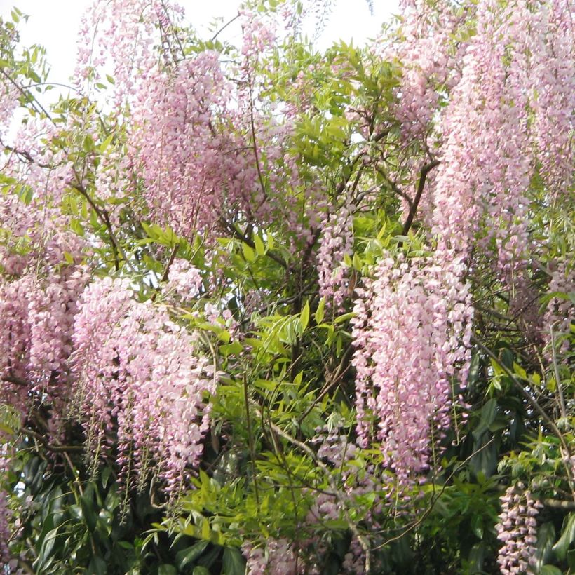 Wisteria floribunda Honbeni (Plant habit)