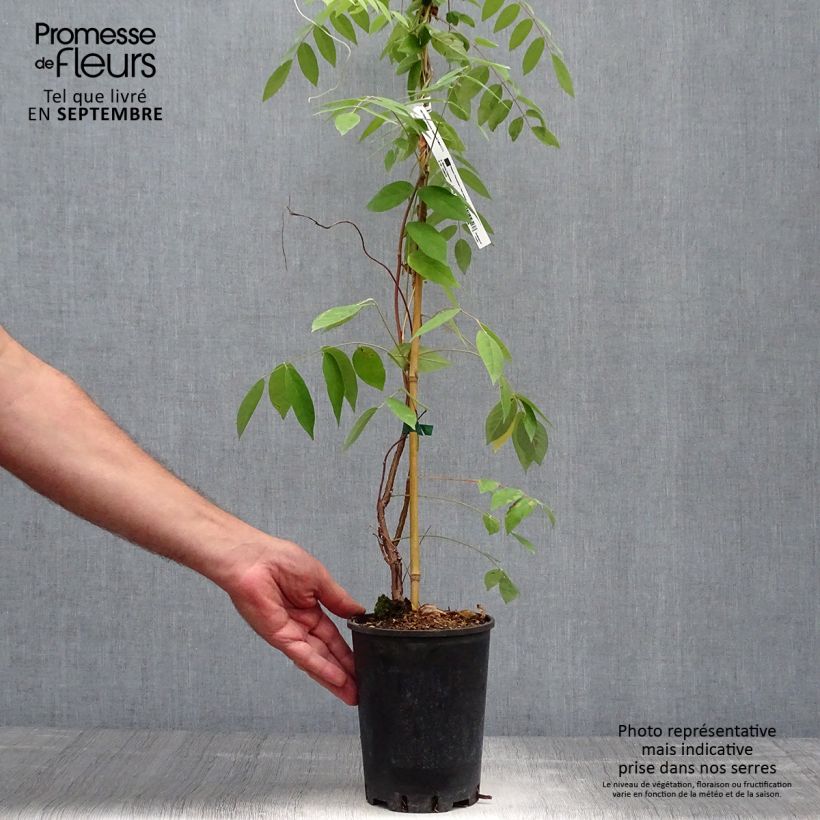 Wisteria frutescens Amethyst Falls 3L/4L pot sample as delivered in autumn