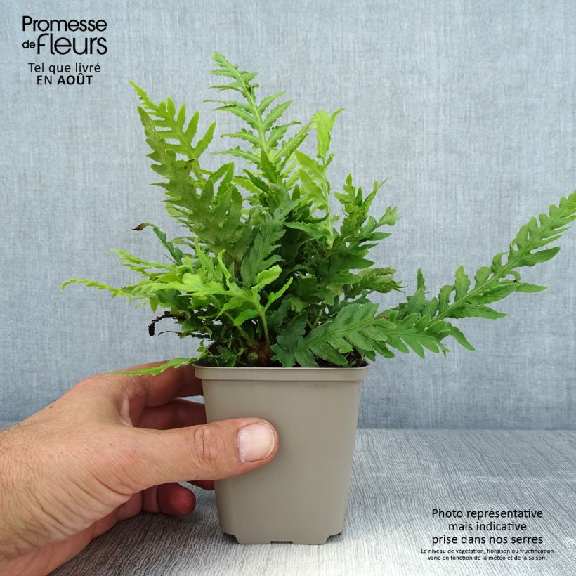 Woodwardia fimbriata - Fougère en godet de 9 cm sample as delivered in summer