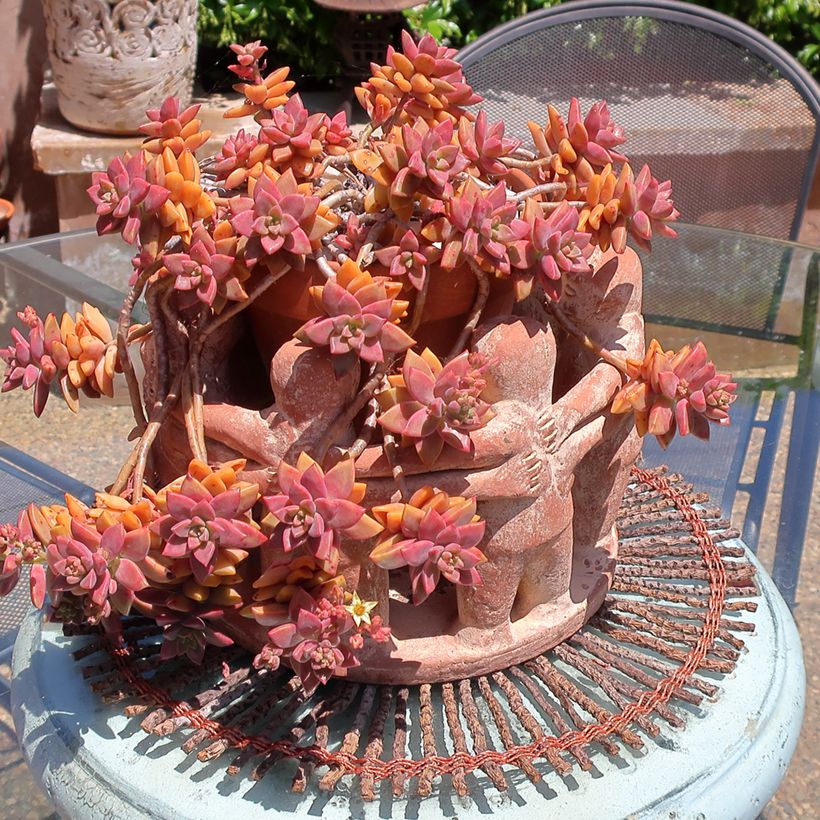 Graptosedum Bronze (Plant habit)