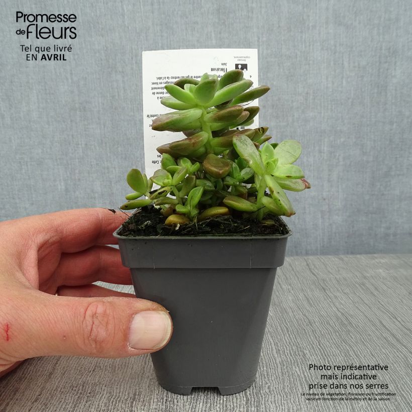 Graptosedum Bronze 8/9 cm pot sample as delivered in spring