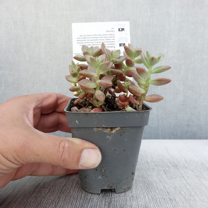 x Graptosedum Bronze en godet de 8/9cm - Plante grasse  sample as delivered in autumn