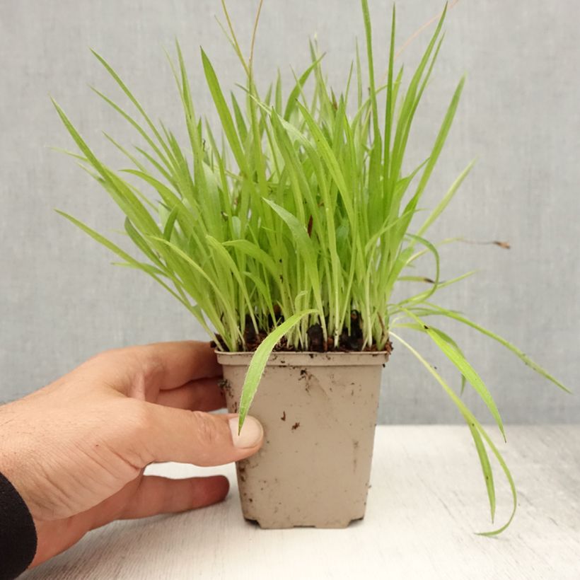 Rhodoxis Ria - Rhodohypoxis Godet de 8/9 cm sample as delivered in summer