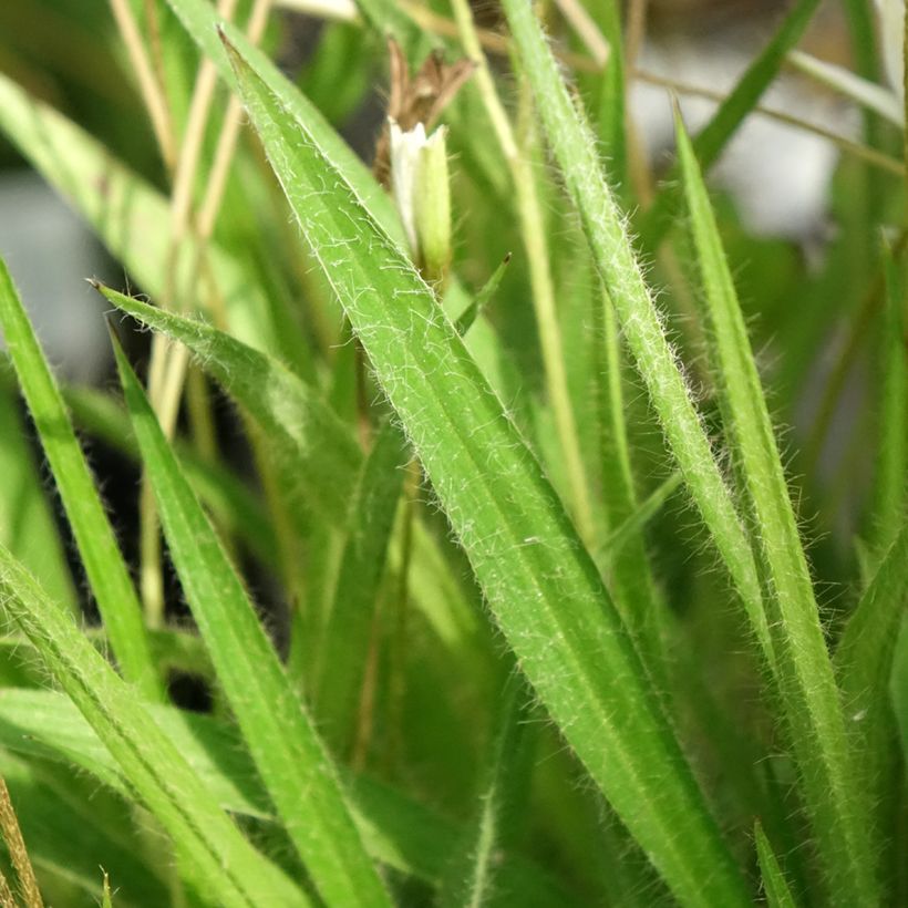 Rhodoxis Ria (Foliage)