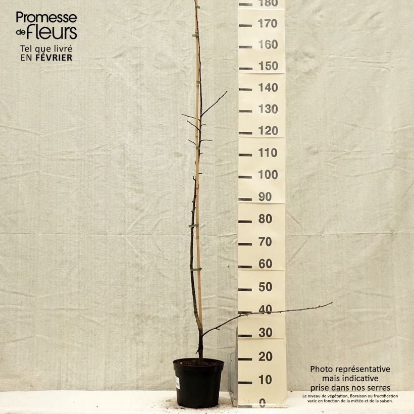 x Sorbopyrus auricularis sample as delivered in winter