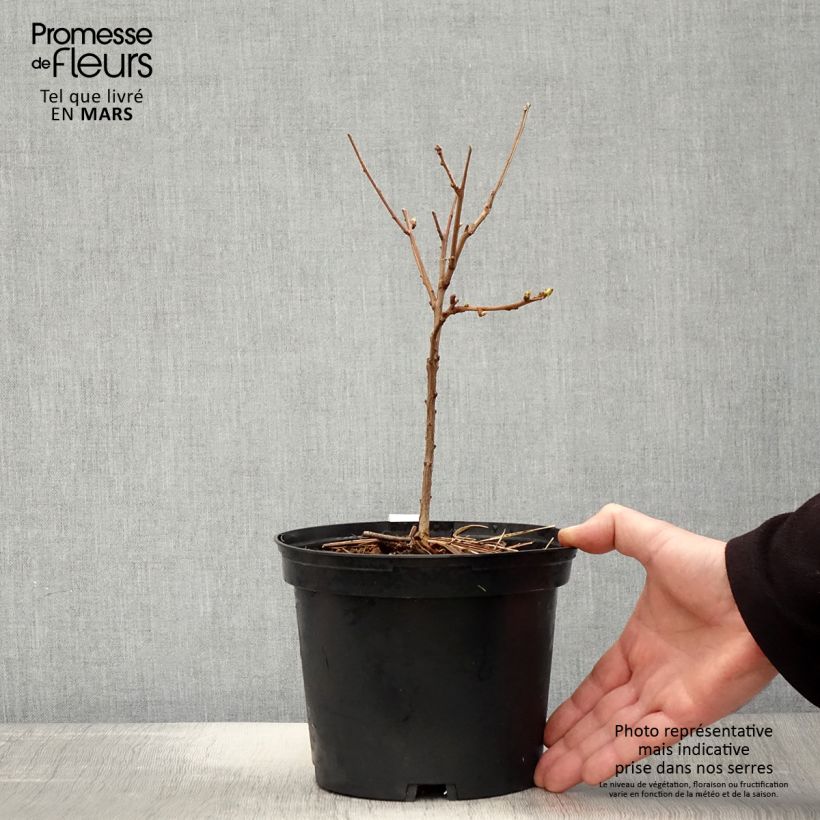 Xanthoceras sorbifolium Pot de 3L/4L sample as delivered in spring