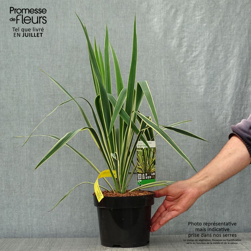 Yucca filamentosa Bright Edge 2L/3L pot sample as delivered in summer