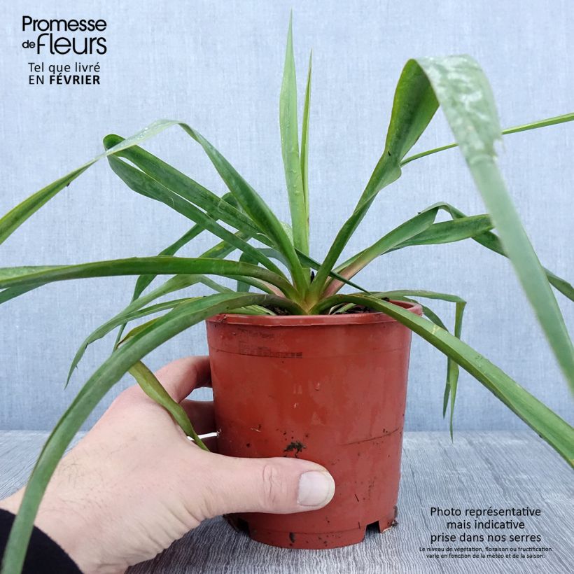 Yucca filamentosa - Pot de 1L/1,5L sample as delivered in winter