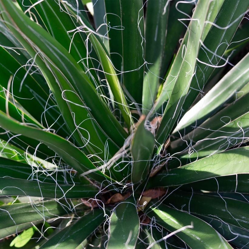 Yucca filifera (Foliage)