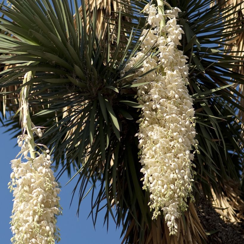 Yucca filifera (Flowering)