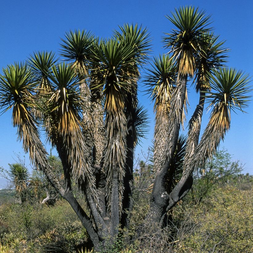 Yucca filifera (Plant habit)