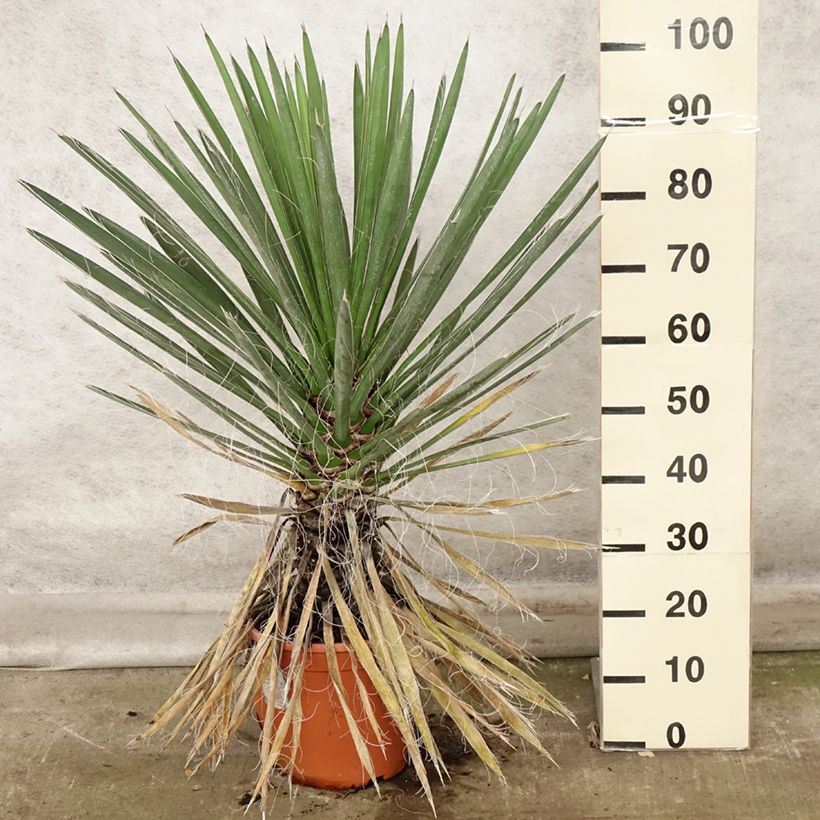 Yucca filifera 7.5L/10L pot sample as delivered in autumn