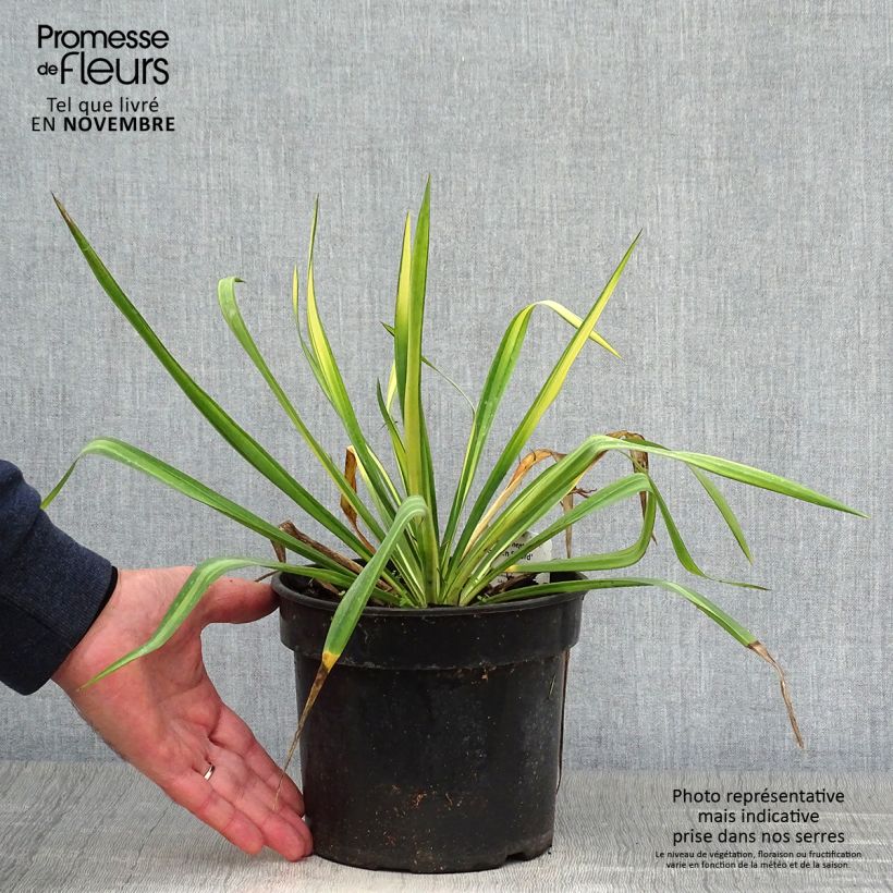 Yucca flaccida Golden Sword 2L/3L pot sample as delivered in autumn