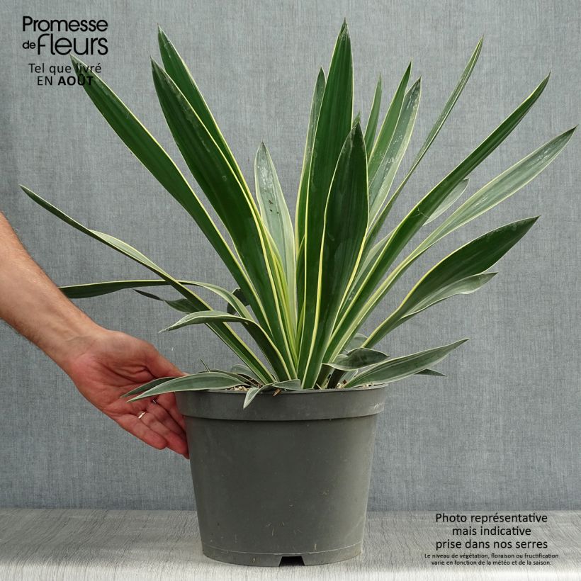 Yucca gloriosa Variegata - Spanish Dagger 4L/5L pot sample as delivered in summer