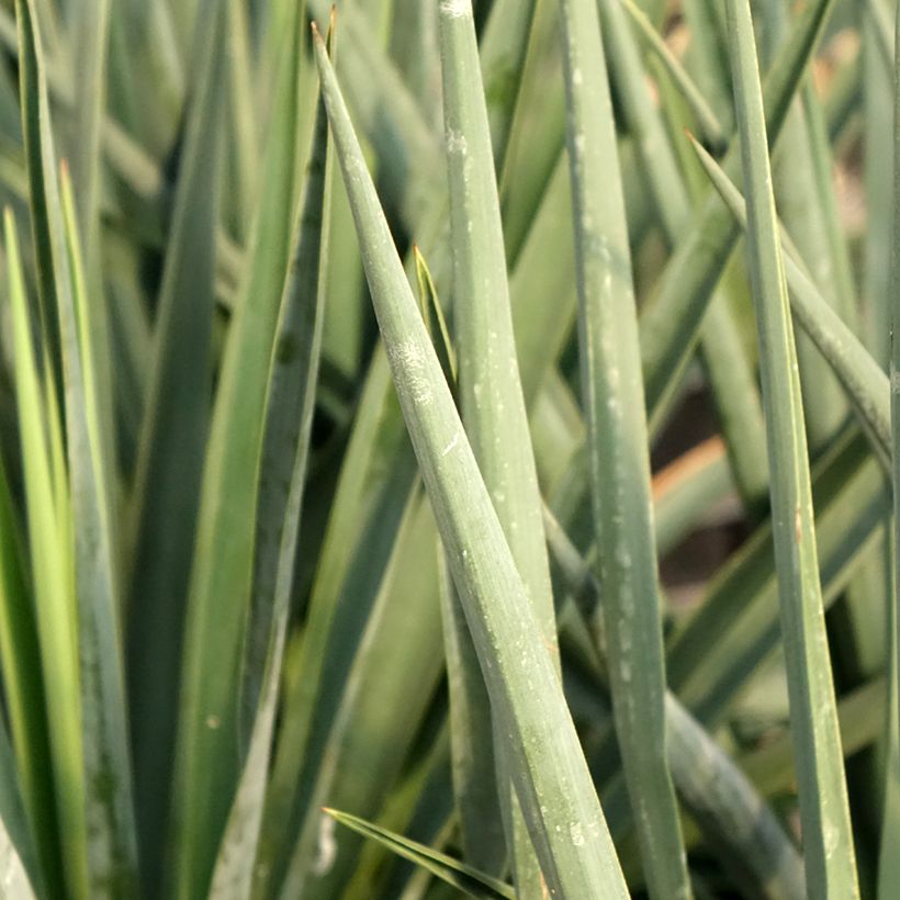Yucca rigida Blue Sentry (Foliage)