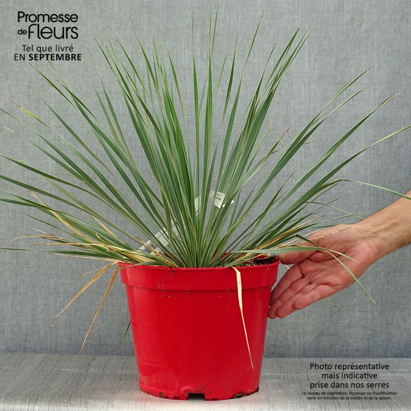 Yucca rostrata en pot de 7L sample as delivered in autumn