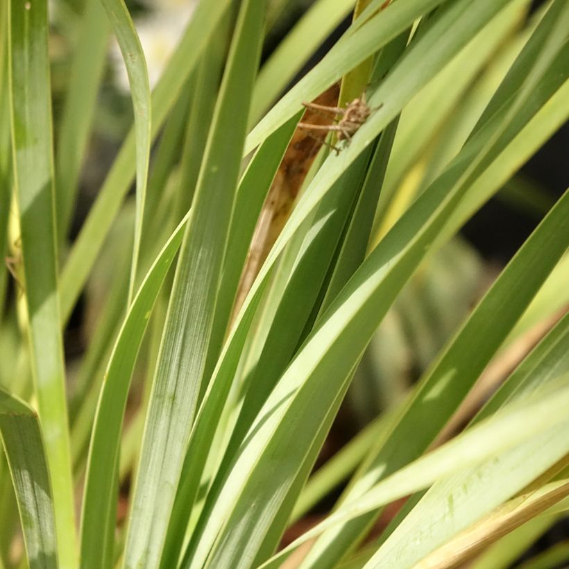 Yucca rostrata Sapphire Skies (Foliage)