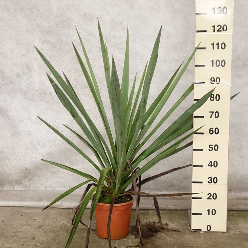 Yucca torreyi 7.5L/10L pot sample as delivered in autumn