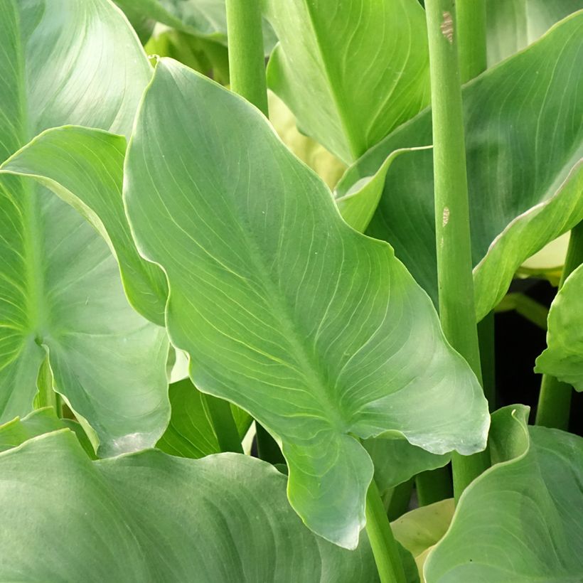 Zantedeschia aethiopica Pink Flamingo - Arum-lily (Foliage)