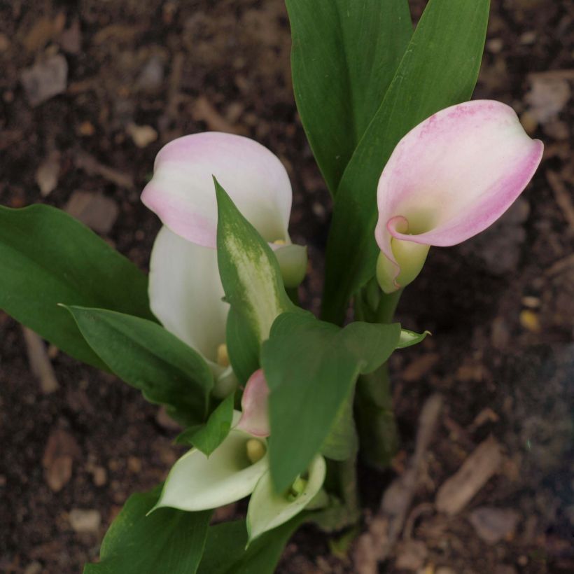 Zantedeschia elliottiana Crystal Blush - Calla Lily (Plant habit)