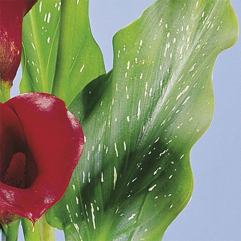 Zantedeschia elliottiana Red Alert - Calla Lily (Foliage)