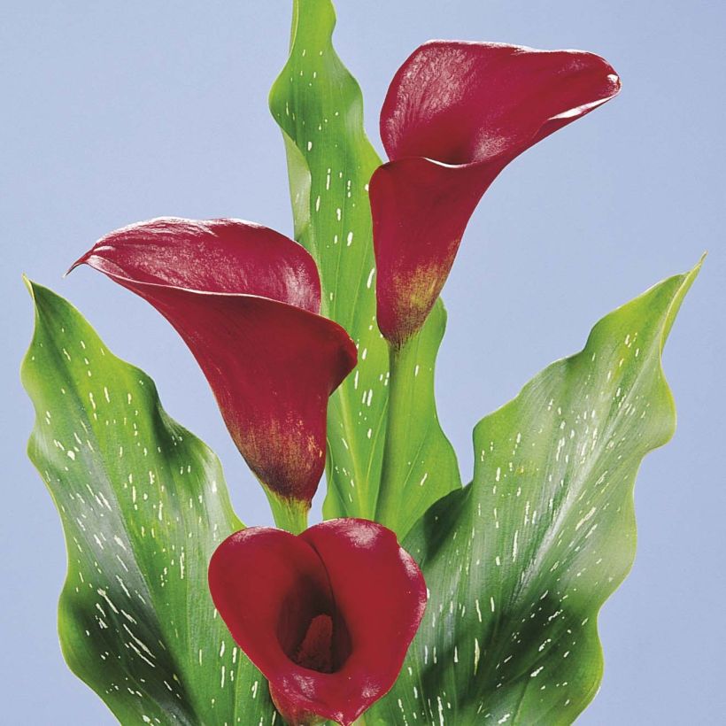 Zantedeschia elliottiana Red Alert - Calla Lily (Flowering)