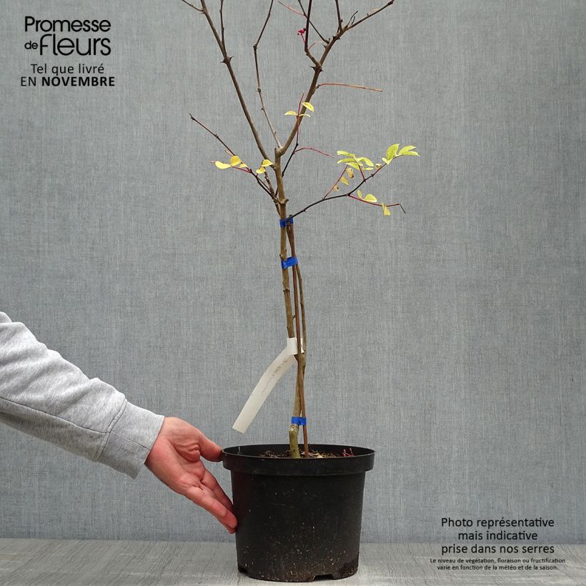 Zanthoxylum coreanum 4L/5L pot sample as delivered in autumn