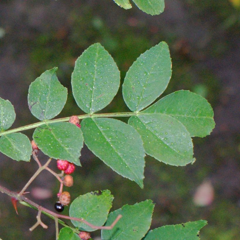 Zanthoxylum simulans (Foliage)